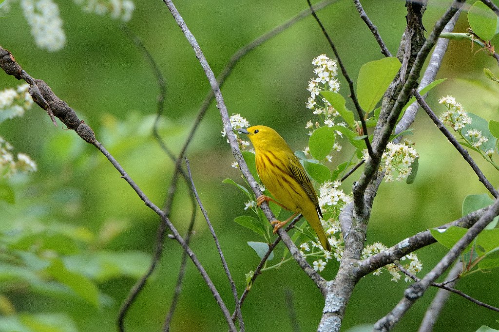 Warbler, Yellow, 2015-05156561 Broad Meadow Brook, MA.JPG - Yellow Warbler. Broad Meadow Brook Wildlife Sanctuary, MA, 5-15-12015